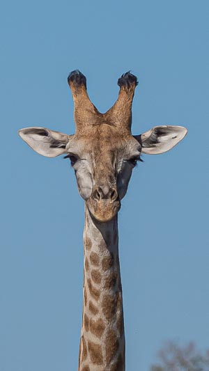 Giraffe portrait.jpg
